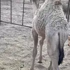 قعود البيع في بيشه