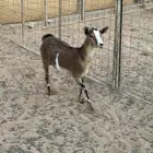 للبيع جفره جنوبيه