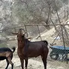 تيس فحل ادهم مشروط