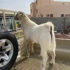 تيس فحل