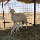 غنم حريات دفيع