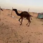 عشراء صفراء