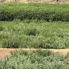 نعناع وحبق