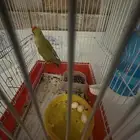 ببغاء روز انثى جاهزه للانتاج مع قفص