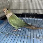 ببغاء كنيور