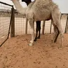 قعود فاخر حق مناسبات طايش