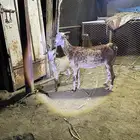 عنز منتوج وقروب معاها جديه عمرها 4 اشهر