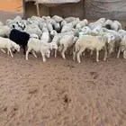 السلام عليكم اعرض لكم 60 من البهم الرفيدي مهجن على حري ا