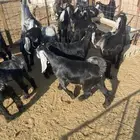 الدوادمي نفي