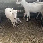 معزا بشيات جفار معاها تيس وجفره