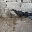 للبيع دجاج باكستاني