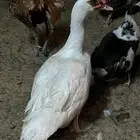 دجاج وبط