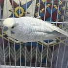 طيور الحب
