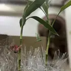 كوب نبتة البابو