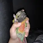 يا اخوان الى عنده ببغاء فرخ كنيور للتبني انا اخذها