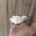 فروخ روز البينو عبون احمر