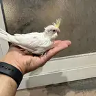 فروخ كروان كريمي والبينو