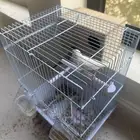 للبيع طيور الجافا