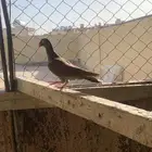 حمام يهودي