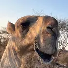 بعير علي جميع اشروط البيع في بيشه