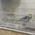 عدد 14 طير كروان للبيع جميع مع اقفاصهم و اكلهم و البياضات