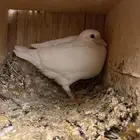 حمام فراخه فرنسي
