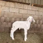 مشروع فحل
