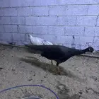 طاووس برونز بلاك شولدر