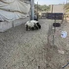 نعيمي رخل طيبه
