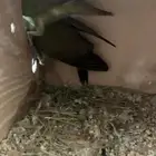 جوز روز منتج