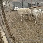 للبيع نعجه معها طلي (تم البيع)