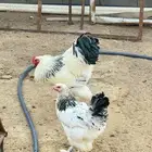 ديك ودجاجه براهما صنف