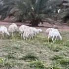 حريات البيع