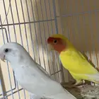 زوج روز منتج شرط