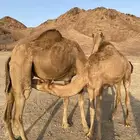 عشراء حمراء ساحليه تحتها قعود طيب الحد 9800