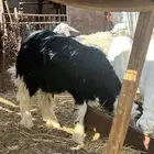 طلي نجدي فاخر سنه 8 شهور مشروع فحل حار وسمين مقفل نظيف