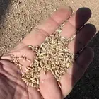 مخلوط هيبان مع قمح معيه