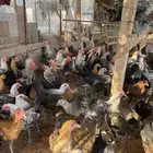 صوص و بشاير دجاج بلدي وفيومي العمر اربع شهور وزيادة