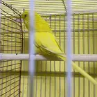 للبيع حب أنثى مخلوطه إنجليزي مع هولندي السعر 30