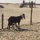 عنز عارضيه متأومه معها تيس وجفره على ديس