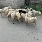 ضان للبيع