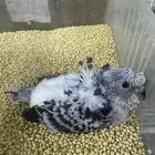فرخ بادجي هوقو غر (تم البيع)