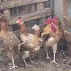دجاج بلدي