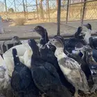بط مصري