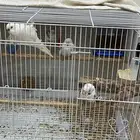 طيور البادجي (طيور الحب ). ( 2 )