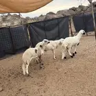 سواكن شبيه الحري تم البيع