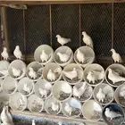 حمام فرنسي سوبو جامبو