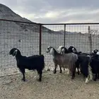 غنم وجفار مراح مضاريع ودفيع