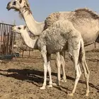 للبيع حاشي لبان