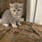 سكوتش فولد بيور للبيع